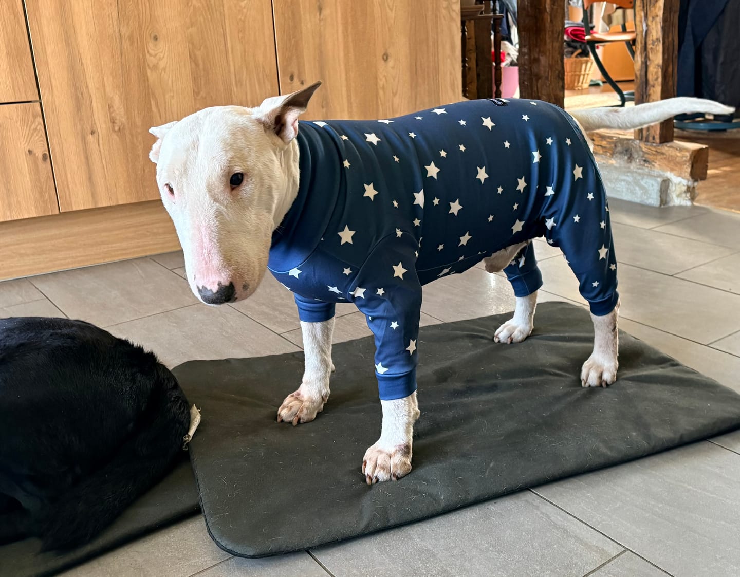 Customer photo review of Dog Pajama Prints