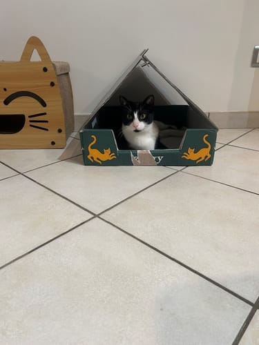 Le chat noir et blanc d'un client dans la cabane en carton fabriquée avec la boîte de ses croquettes au poulet.