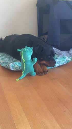 Reviewer's Rottweiler lying on the Dog Summer Cooling Mat next to a green stuffed animal on a wooden floor.