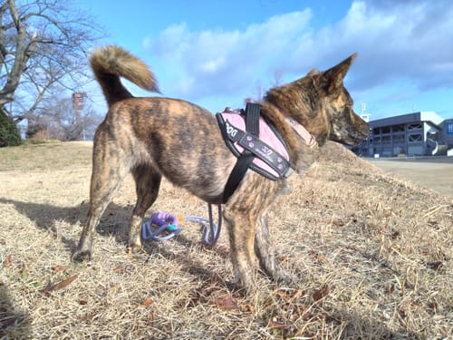 Customer photo review of FunFunPet 高機能ハーネス（お名前タグ作成サービス付き）