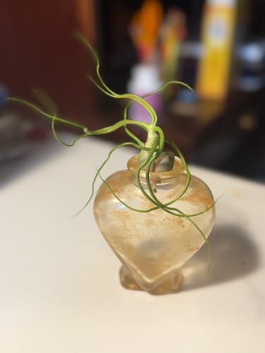 Customer photo review of Bulbosa