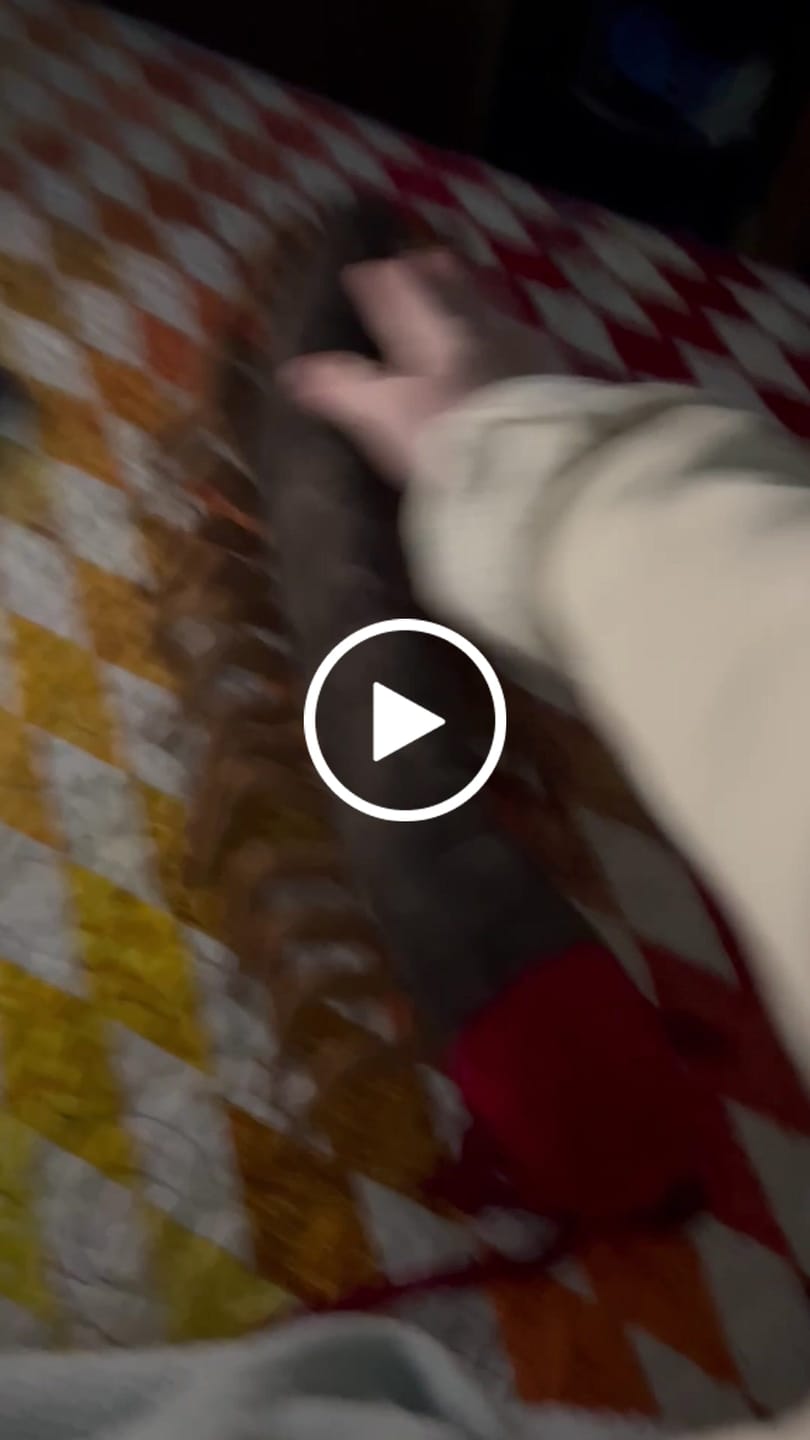 Customer video review of Chinese Red-Headed Centipede Stuffed Plush Toy