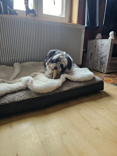 Kundenbewertung: Ein kleiner, flauschiger Hund kaut auf einem Relax Bone+ Leckerli in seinem Hundebett.