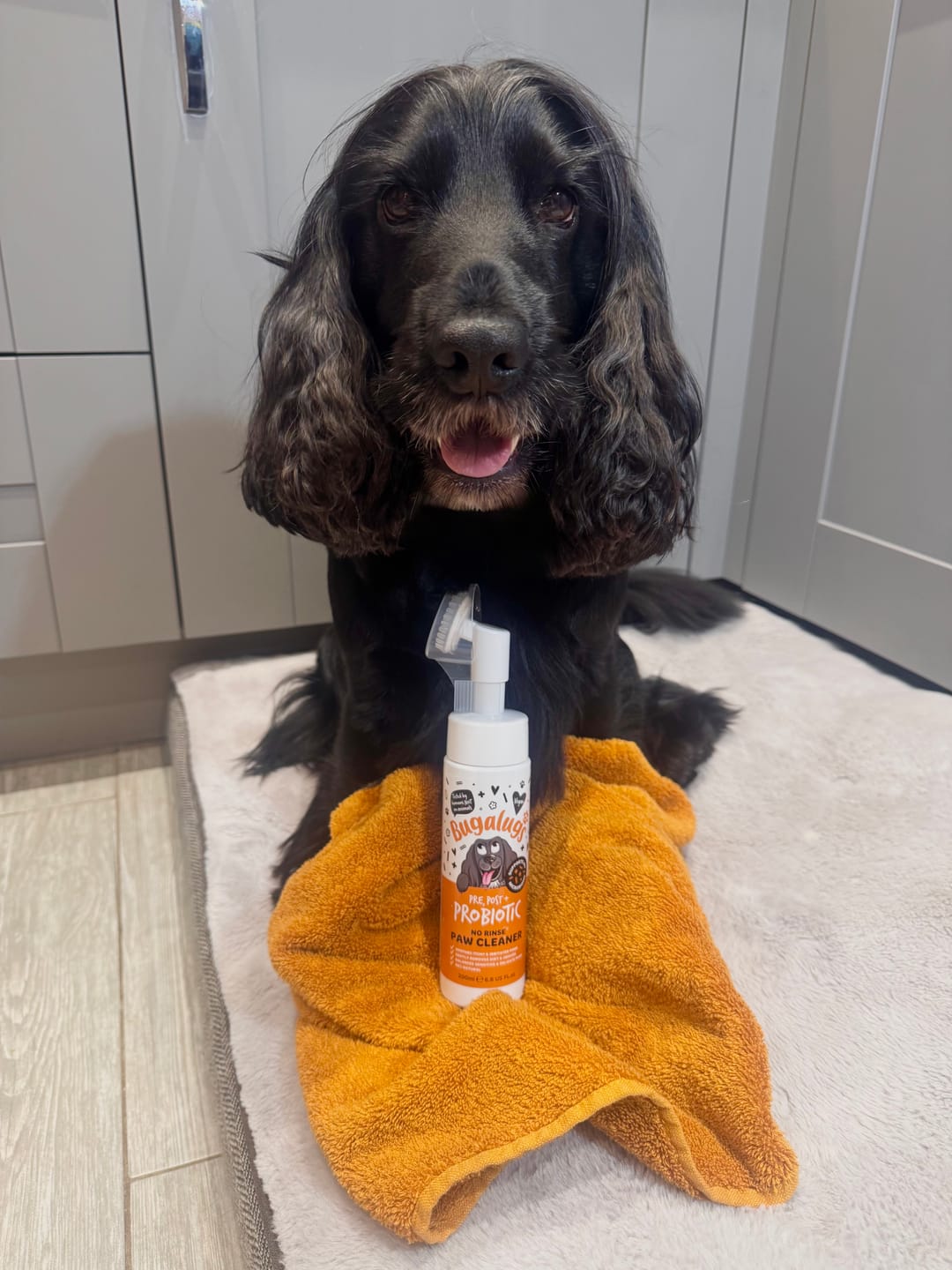 Customer photo review of Pre, Post + Probiotic No Rinse Paw Cleaner