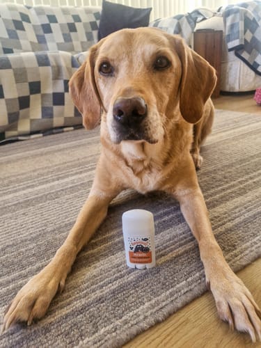 Customer photo review of Prebiotic Balm Stick for Dogs (40g)