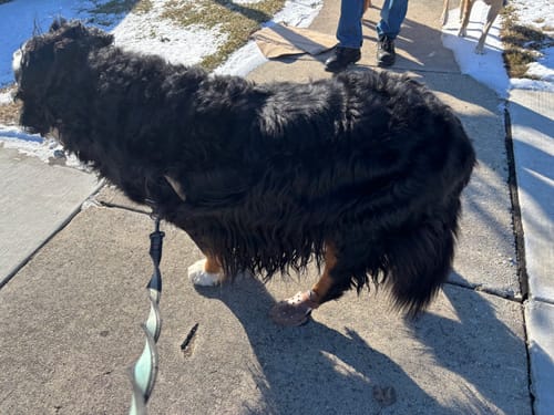 Customer photo review of WagWellie® Mojave Single