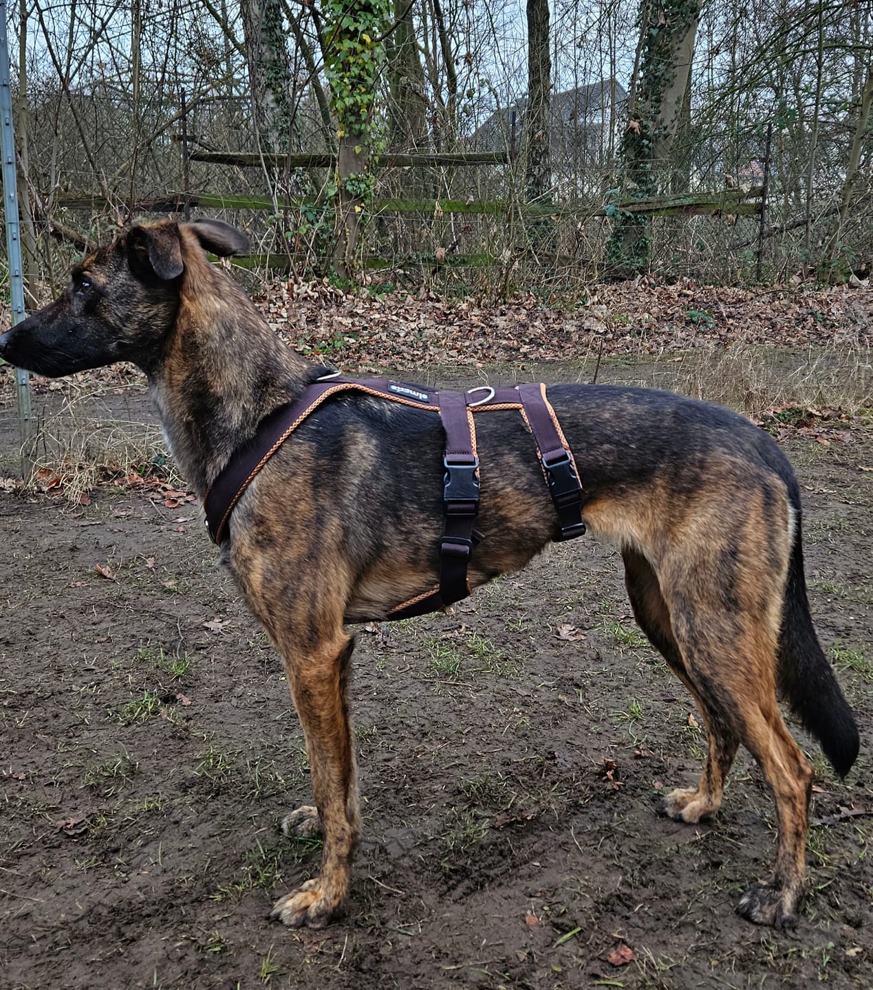 Customer photo review of Sicherheitsgeschirr FUN "Toffee"