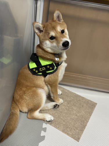 Customer photo review of FunFunPet 高機能ハーネス（お名前タグ作成サービス付き）