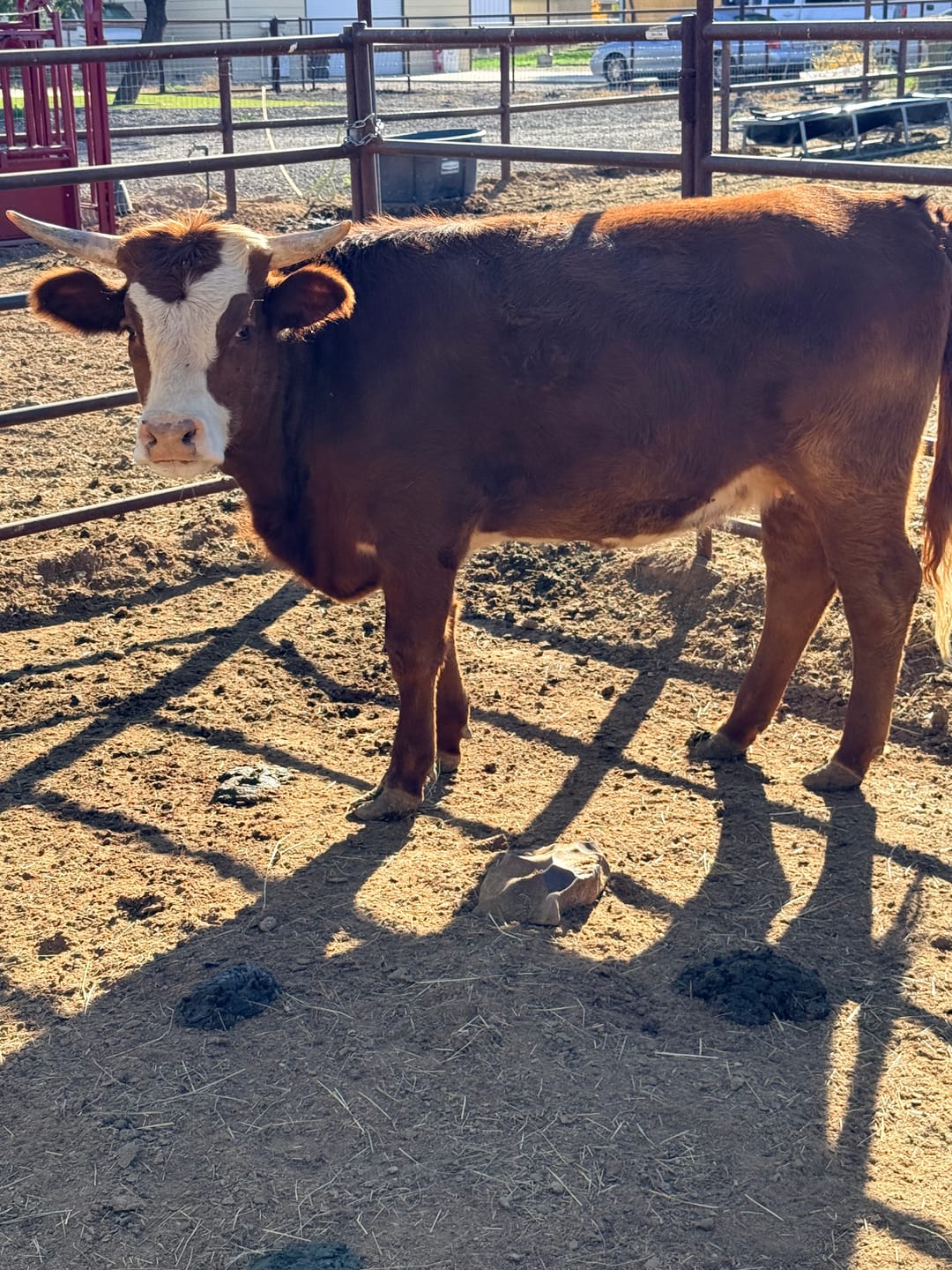 Customer photo review of Cattle Respiratory Relief & Immune Support - Clears Airways, Promotes Recovery & Strengthens The Immune System - Natural, Non-Drowsy Formula - 300+ Tablets
