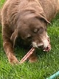 Customer photo review of 6 Inch Beef Jerky Strip
