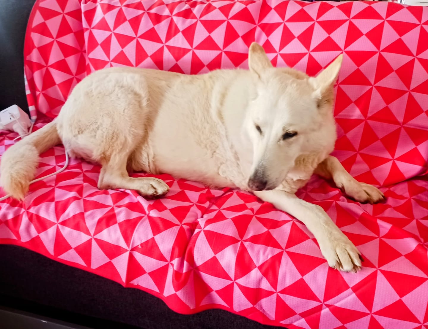 Customer photo review of Primal Wild Protein - Raw Superfood Mix for Dogs