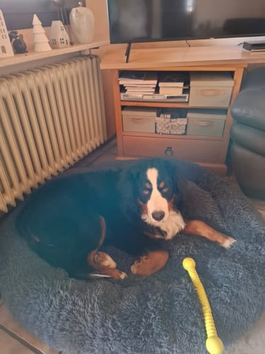 Customer photo review of Puppery Hundebett Wolke 7 - Das Original