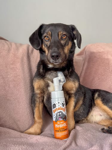 Customer photo review of Pre, Post + Probiotic No Rinse Paw Cleaner
