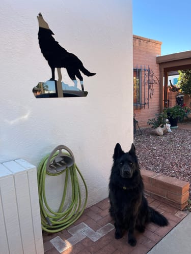 Customer photo review of Howling Wolf Alternative - Metal Wall Art