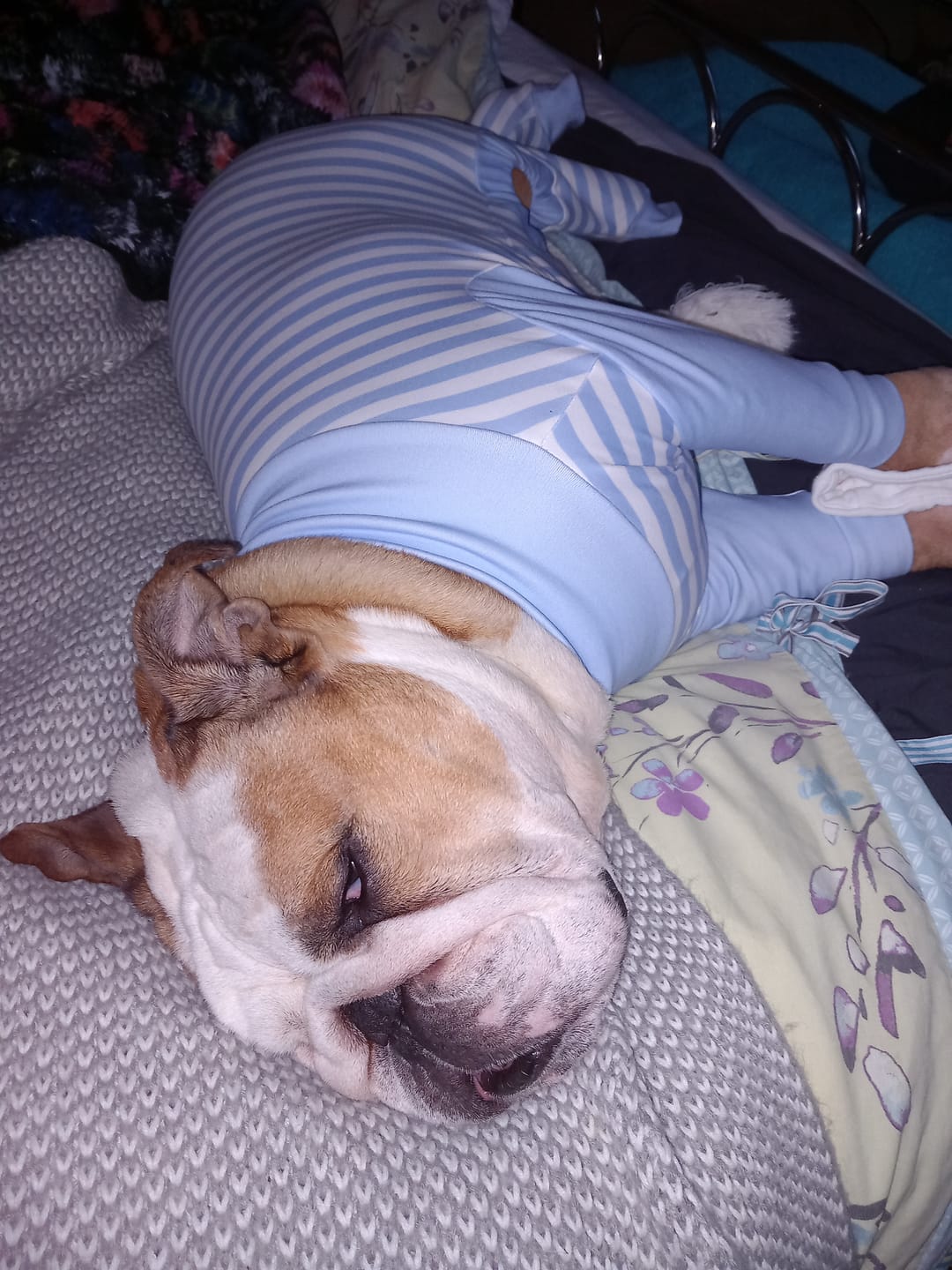 Customer photo review of Dog Pajama - Blue Stripes
