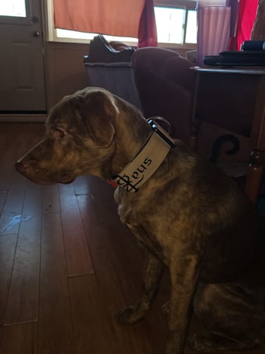 Customer photo review of 2" Tactik Dog Collar - Buttercream