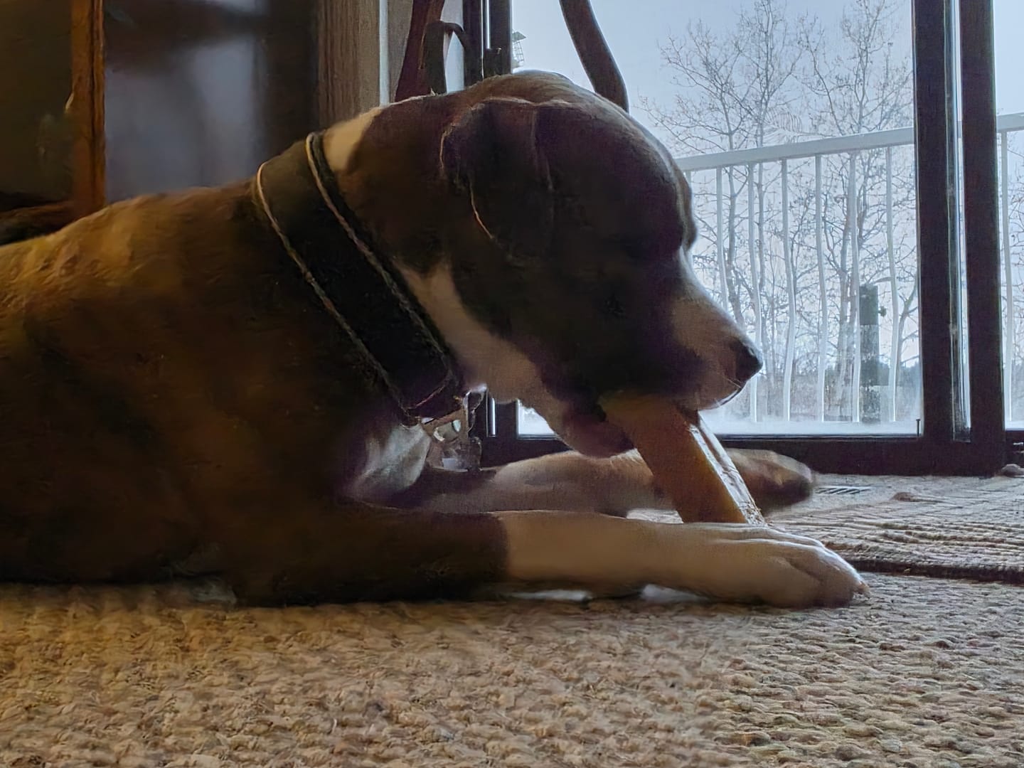 Customer photo review of Himalayan Yak Chew (MEGA)
