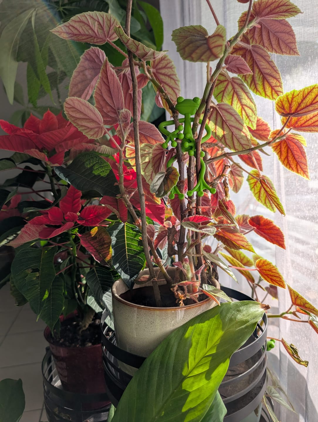 Customer photo review of Mamie-Frog® - Le Tuteur qui sourit à vos plantes