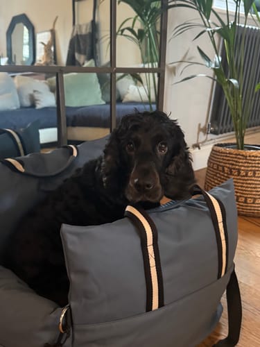 Customer photo review of The Dog Dock
