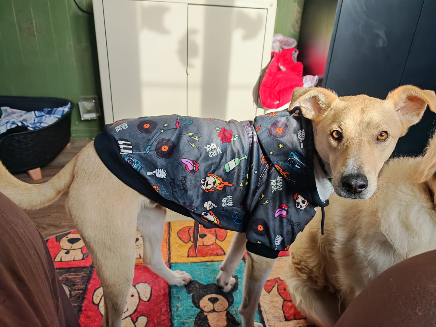 Customer photo review of Dog Hoodie Prints