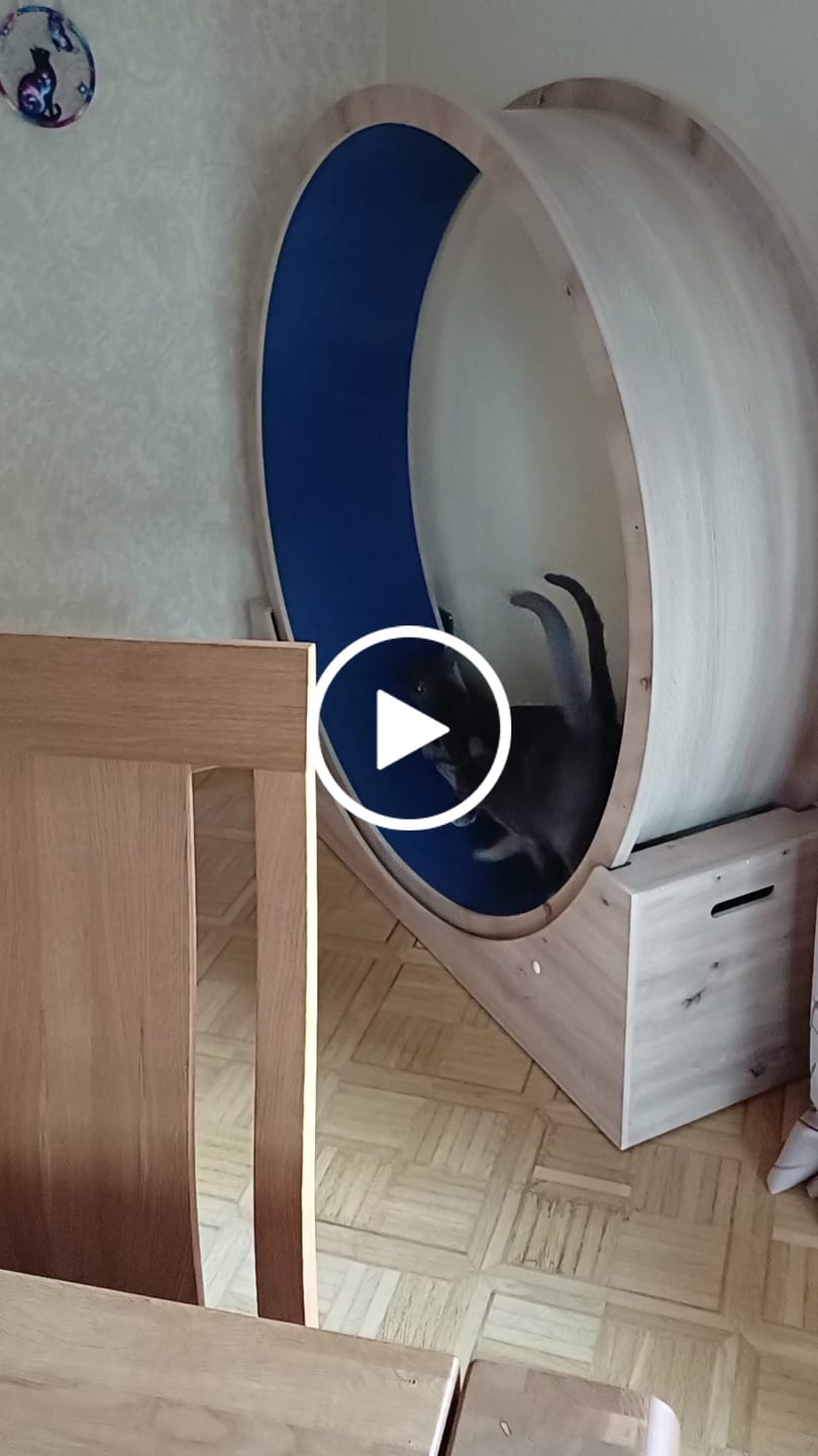 Customer video review of Elmato Katzenlaufrad Simba