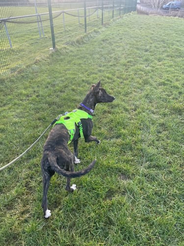 Customer photo review of Escape proof Harness (3 Strap)