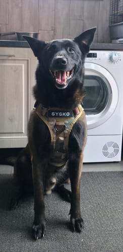 Customer photo review of Harnais tactique chien K9 - TactiK9 Pro : polyvalent et durable