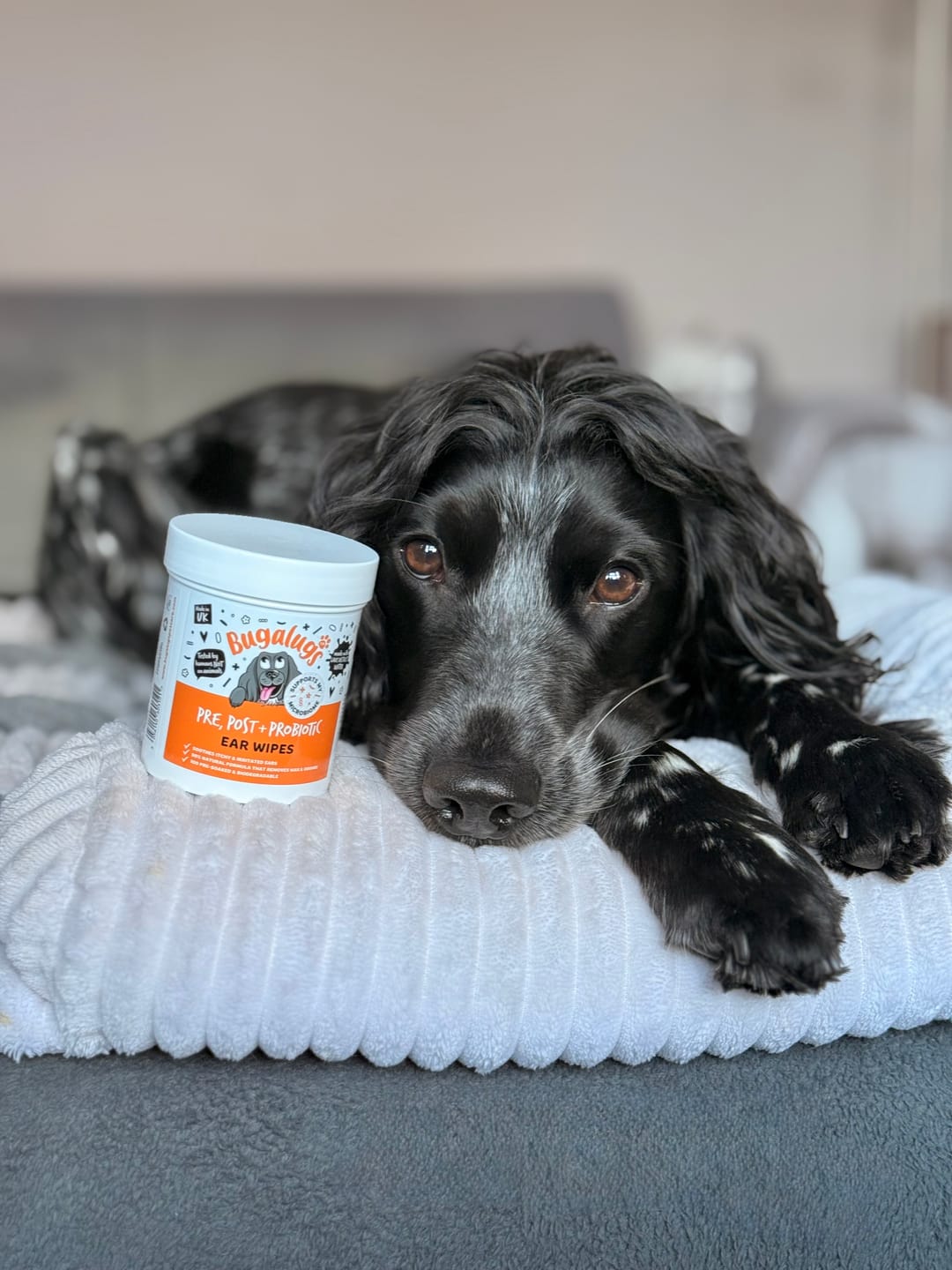 Customer photo review of Pre, Post + Probiotic Ear Wipes for Dogs