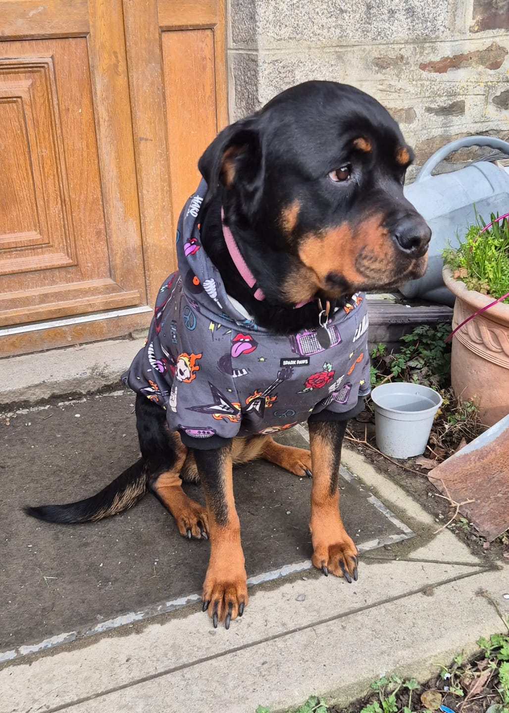 Customer photo review of Rock and Roll Dog Hoodie