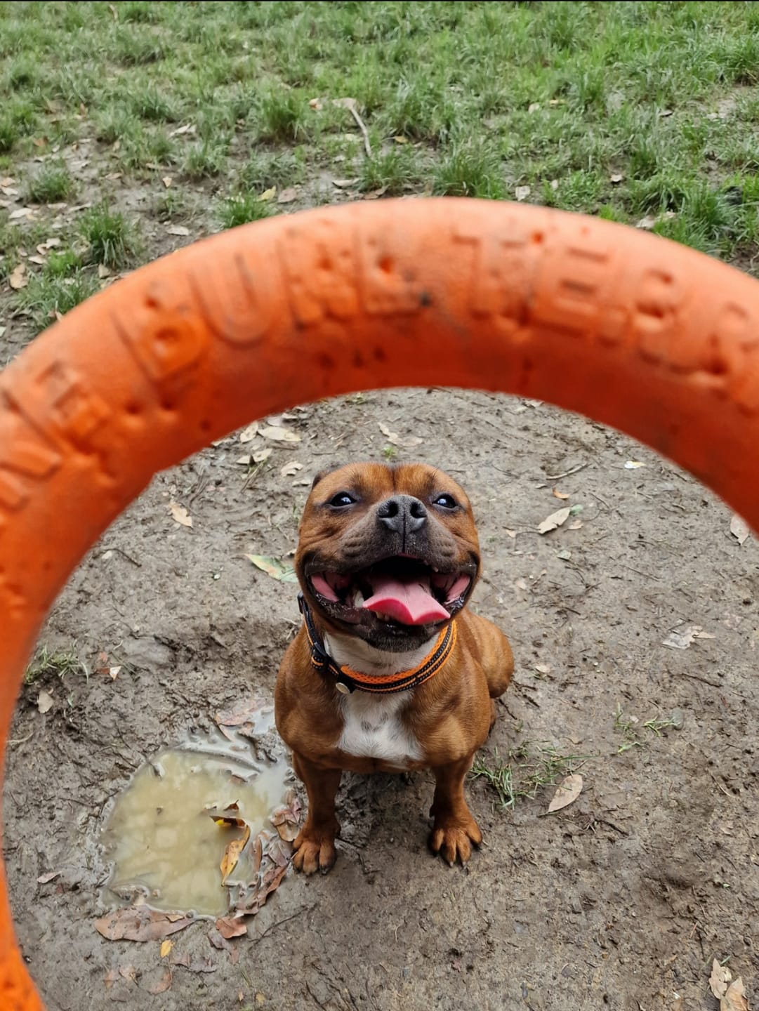 Customer photo review of Staffordshire Bull Terrier 1935® Pull Ring - Orange