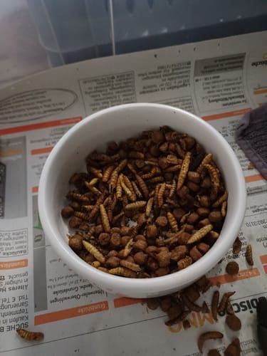 Customer photo review of BSF Larven - getrocknete Soldatenfliegenlarven