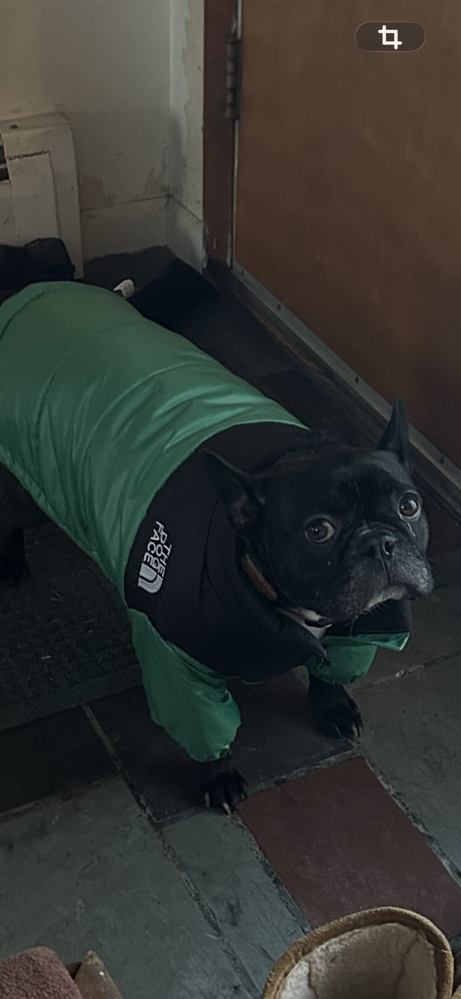 Customer photo review of The Dog Face Puffer™ Stylish Dog Winter Puffer Jacket XS-3XL | Dog Clothes