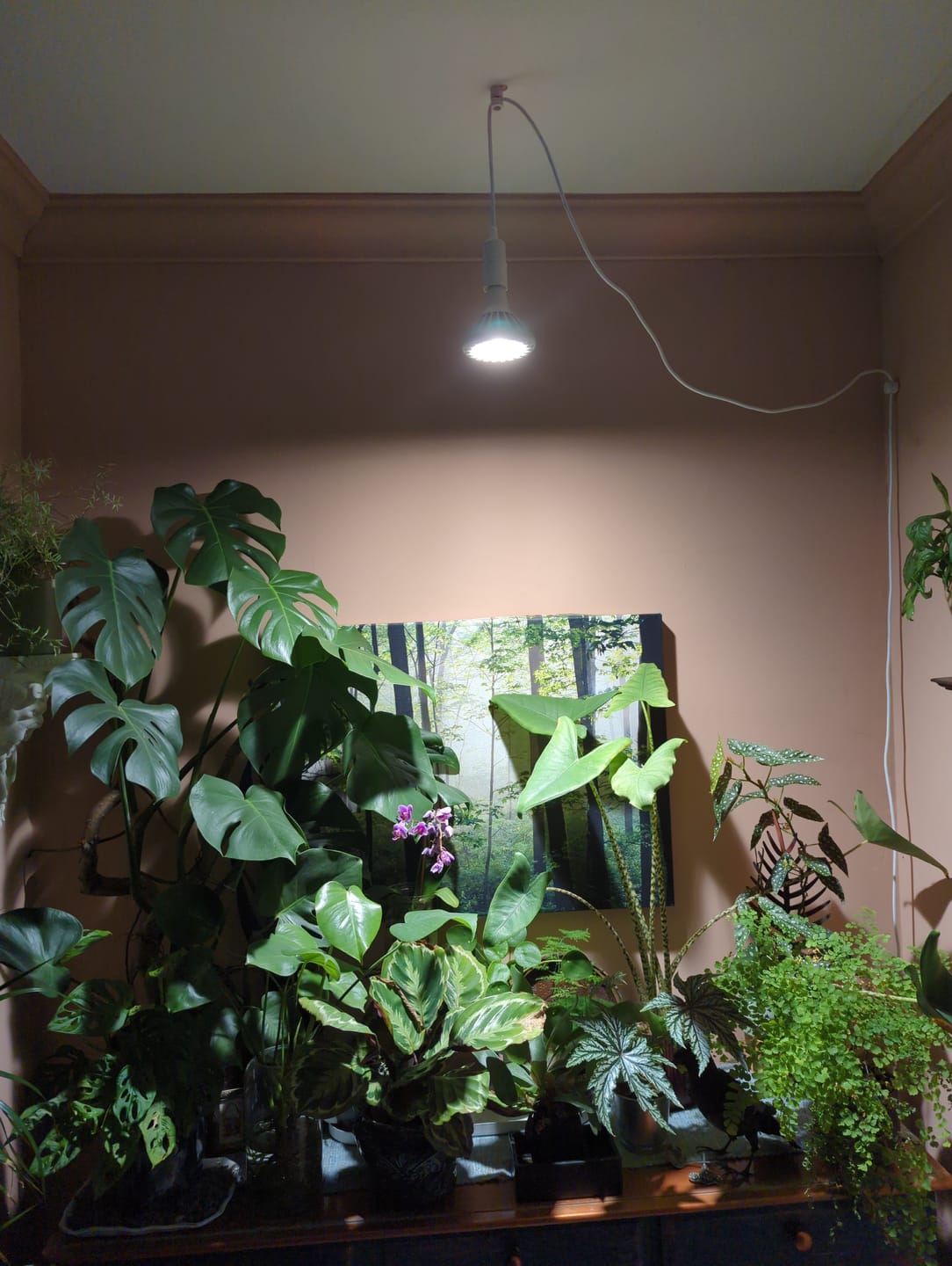 Customer photo review of Pianta 30 Grow Light and Enna Ceiling Pendant Bundle