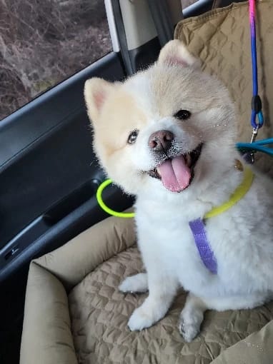 CozyRide customer review photo