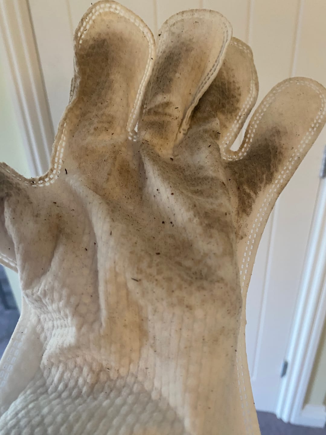 Customer photo review of Fragrance Free Glove Pet Wipes for Full Body, Bum & Paws (30)