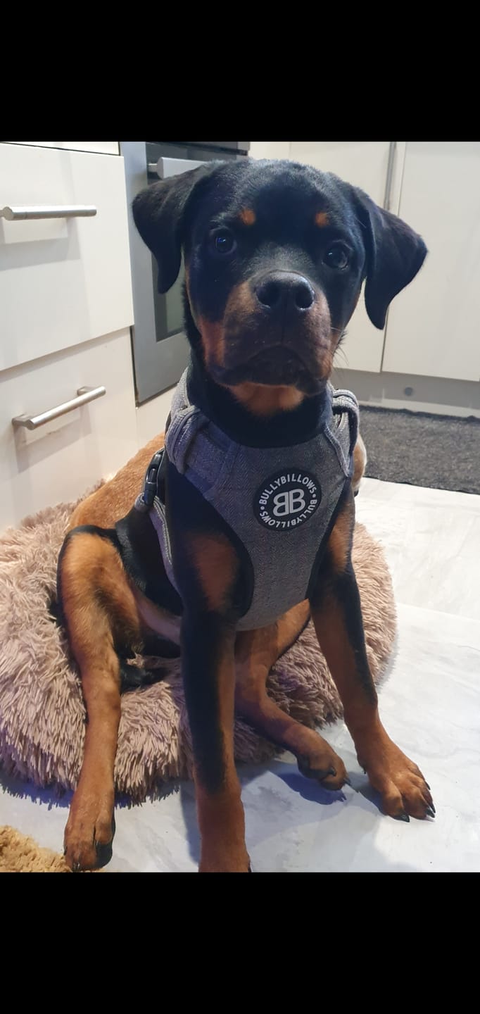 Customer photo review of Premium Comfort Herringbone Harness | Non Restrictive - Stone Grey