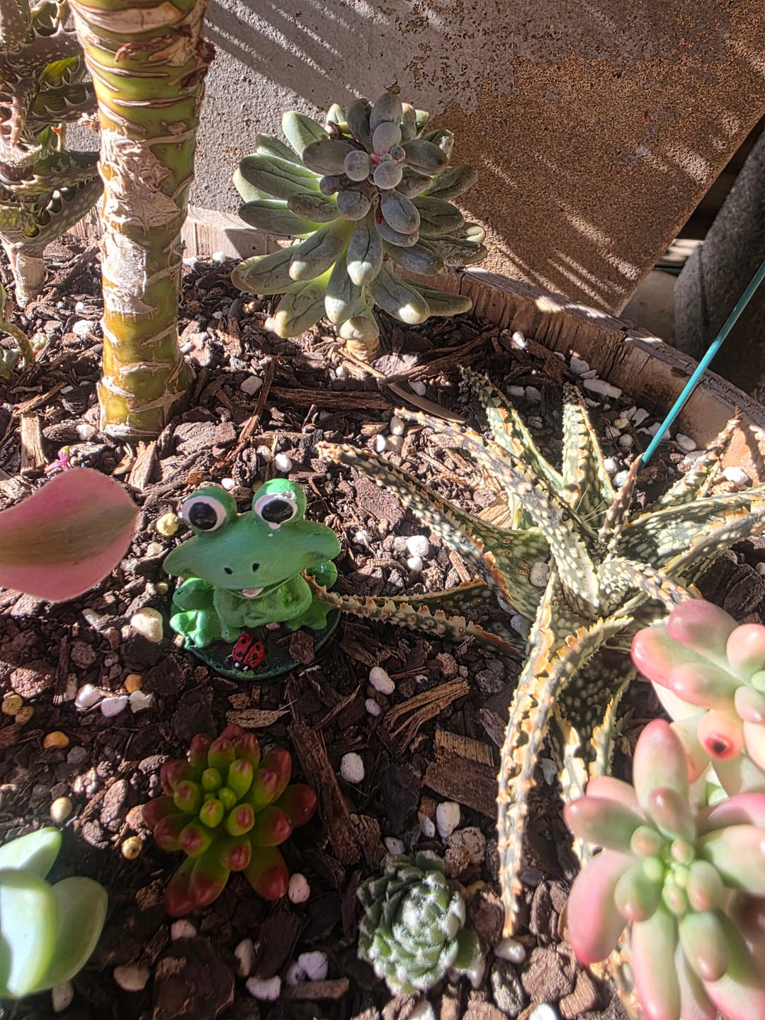 Customer photo review of Sedum Rubrotinctum 'Red Jelly Beans' - Cuttings x 3