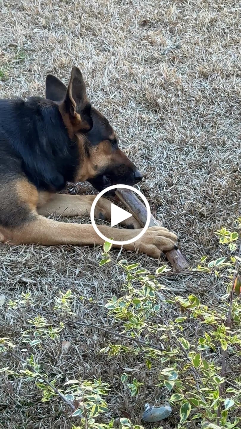 Customer video review of Ostrich Shaft Bones (11" x 2"): The Long-Lasting, Flavorful Chew for Medium to Large Dogs