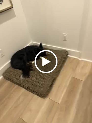Customer video review of Smoked Beef Marrow Bone