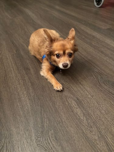 Customer photo review of Fresh Breath, Strong Gums, and Clean Teeth with the DE-01™ Dental Dogbiotic