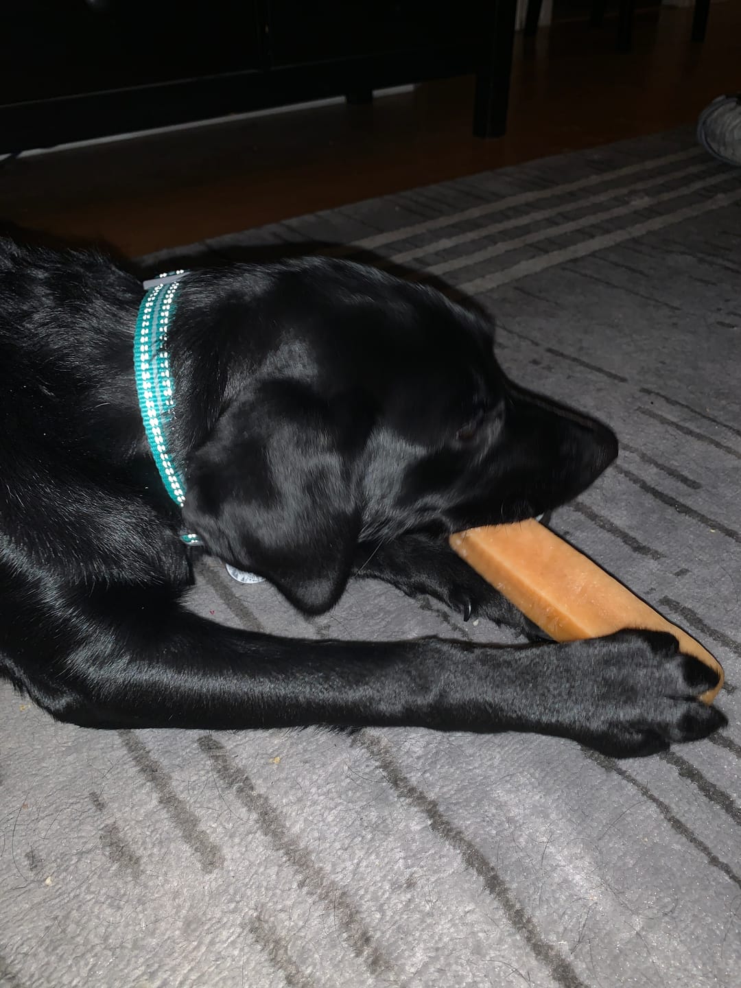 Customer photo review of 12 Inch Jumbo Braided Bully Stick