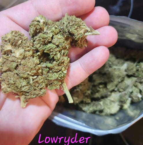 Customer photo review of Bulk THCA Flower Pounds
