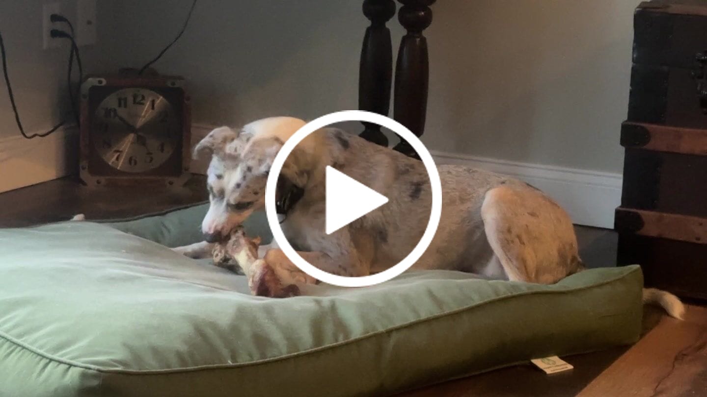 Customer video review of Chest Bone (11" x 6"x 3”): The Durable, Flavor-Packed Chew for Medium & Large Dogs