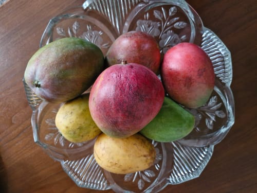 Kunde zeigt die verschiedenfarbigen Mangos aus der Entdeckerbox in einer Glasschale.