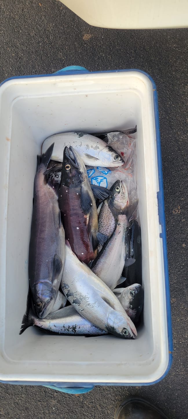 Customer photo review of T-Pex
