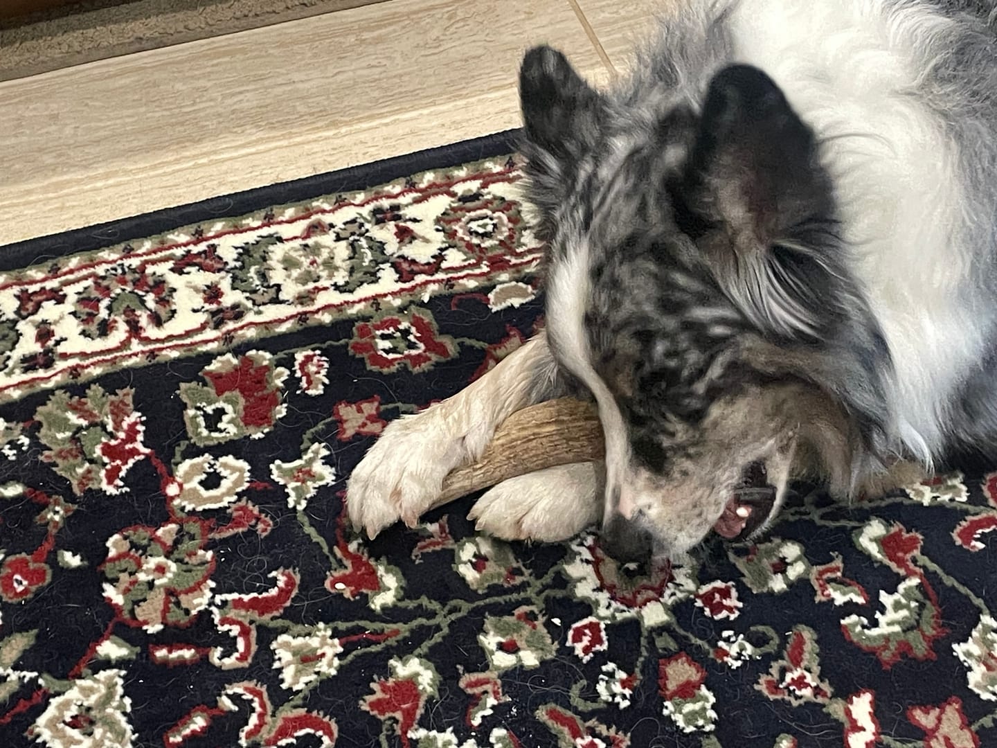 Customer photo review of Large Elk Chew