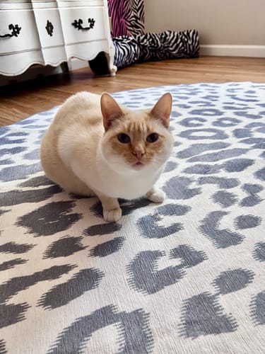 Customer photo review of Miya Leopard Grey Washable Rug