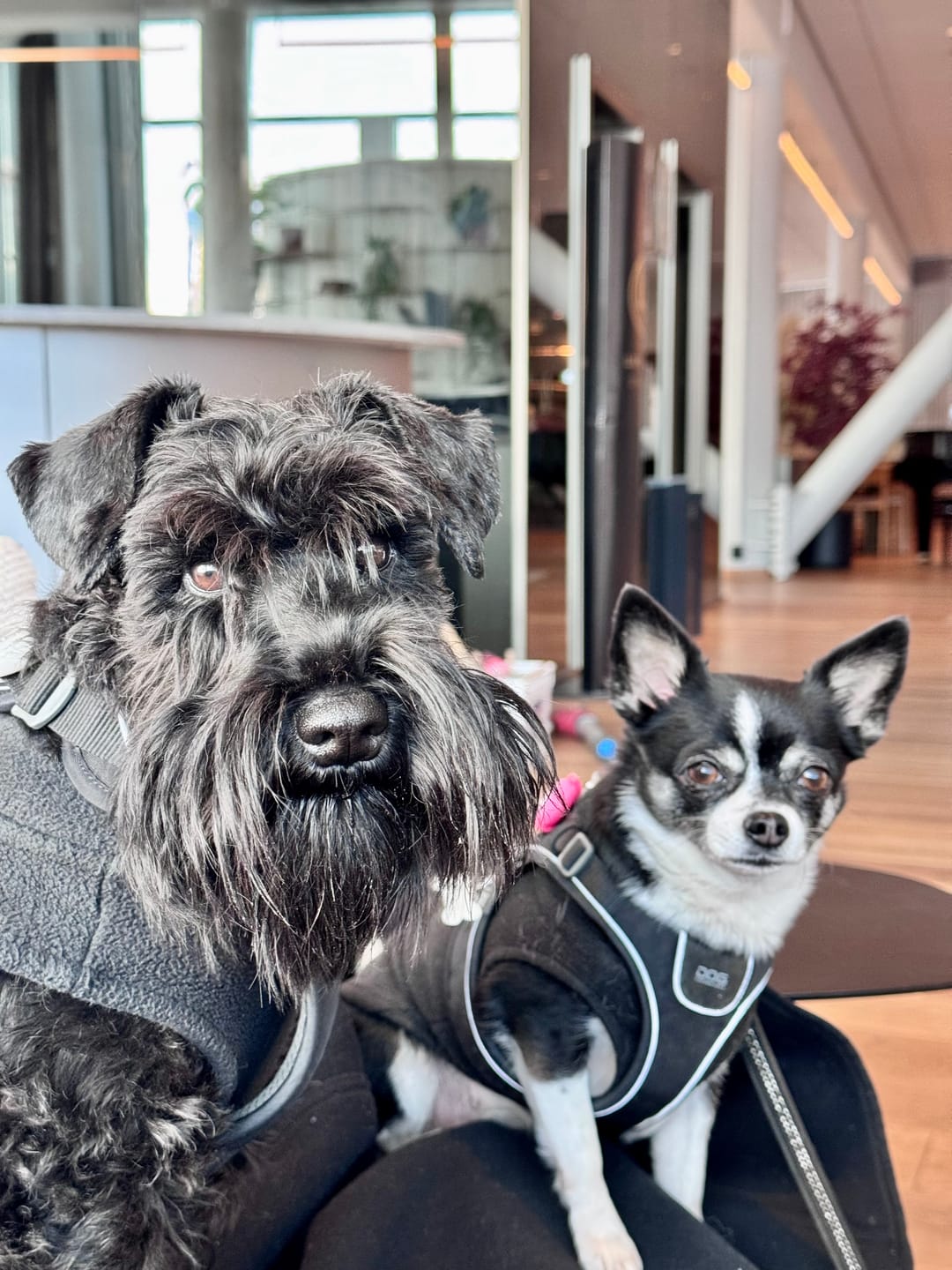 Customer photo review of Hundsås Anka