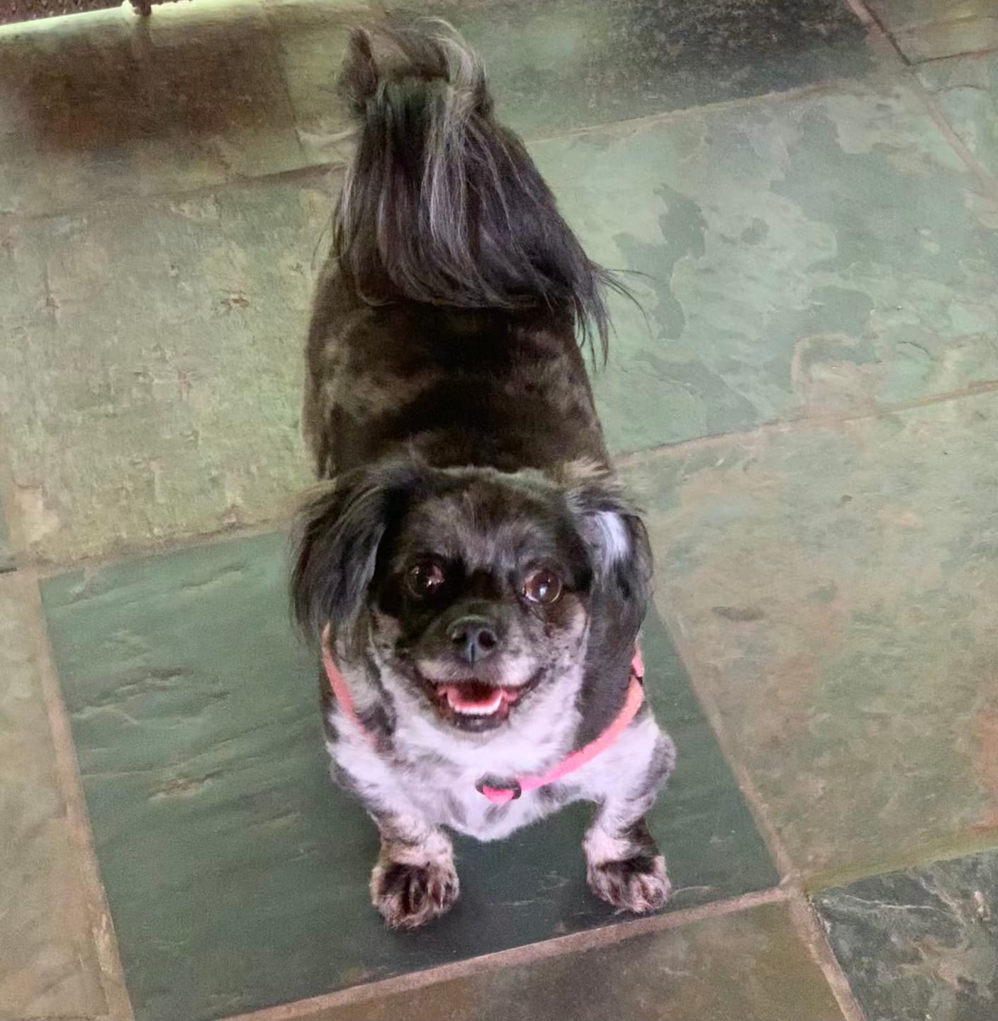 Customer photo review of Stick a Day Dogs | Mix of Chicken & Beef Flavor | Specially Formulated 7-in-1 Functions Daily Real Meat Snacks for Dogs | Healthy Tasty Treat & Pet Vitamins & Supplements Combination (Pack of 28 Sticks)