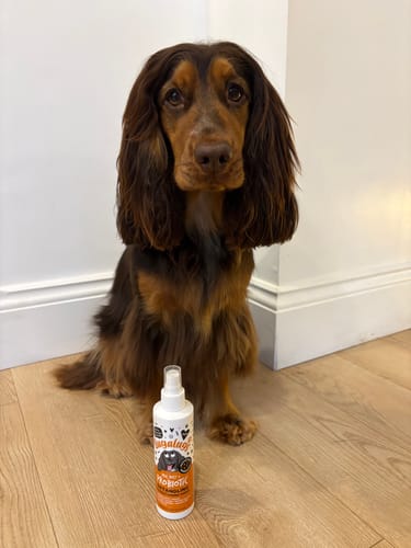 Customer photo review of Pre, Post + Probiotic Detangling + Conditioning Spray for Dogs